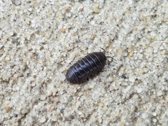 Armadillidium vulgare