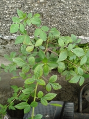 Cleome rutidosperma