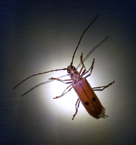 Ochrodion quadrimaculatum