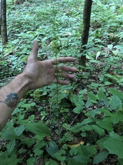 Veratrum parviflorum