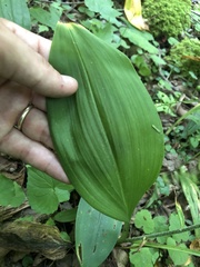 Veratrum parviflorum