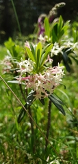 Daphne glomerata