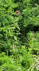 Impatiens glandulifera