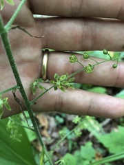 Veratrum parviflorum