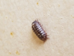 Armadillidium vulgare