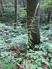 Veratrum parviflorum