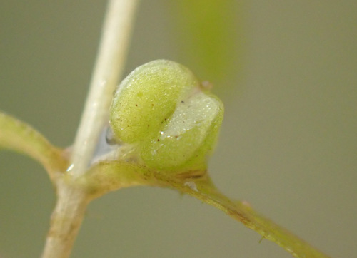 Image of Callitriche truncata by (c) Thomas Gyselinck, some rights reserved (CC BY)