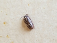 Armadillidium vulgare