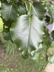 Pyrus