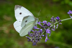 Pieris mannii