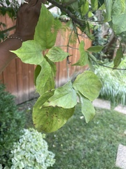 Pyrus