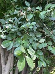 Pyrus