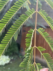 Pyrus