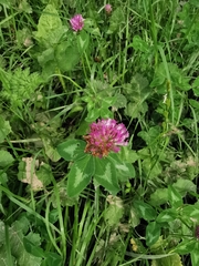 Trifolium pratense