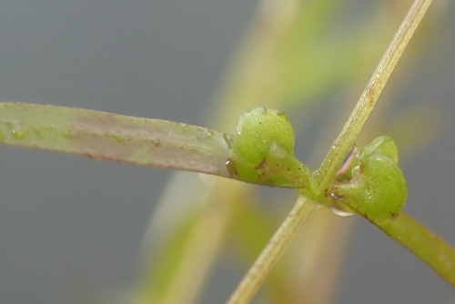 Image of Callitriche truncata by (c) Thomas Gyselinck, some rights reserved (CC BY)