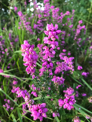 Erica cinerea