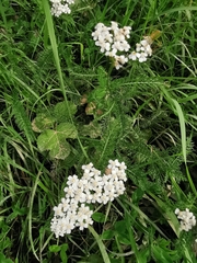 Achillea millefolium
