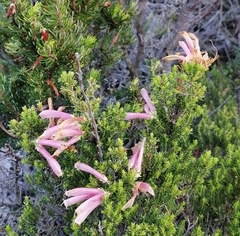 Erica versicolor