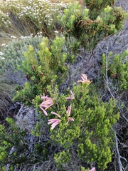 Erica versicolor