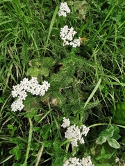 Achillea millefolium