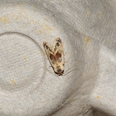 Meekistrotia molybdota