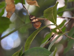 Eueides vibilia