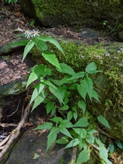 Eurybia chlorolepis