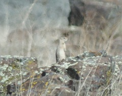 Washington Ground Squirrel photo 5