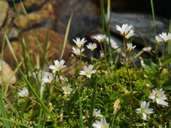 Dichodon cerastoides