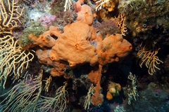 Spirastrella cunctatrix