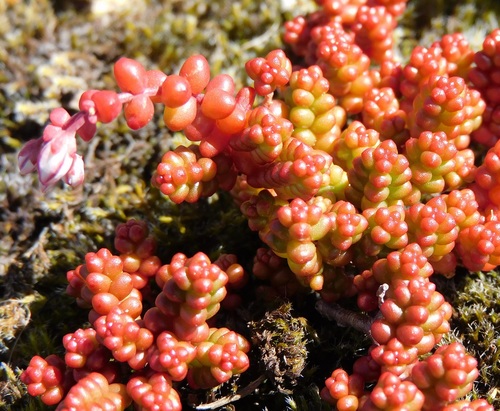 Short-leaved Stonecrop