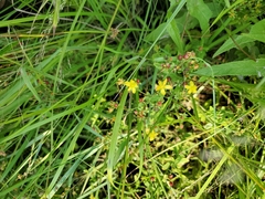 Hypericum ellipticum