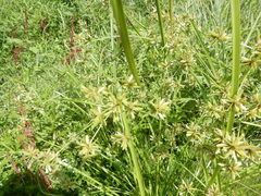 Cyperus ochraceus