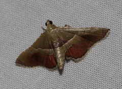 Endotricha repandalis