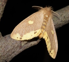 Euproctis quadrangularis