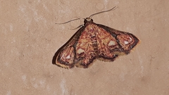 Enispa rosellus