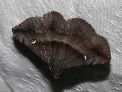Hadennia jutalis