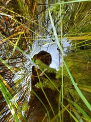 Utricularia intermedia