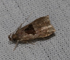 Helcystogramma hibisci