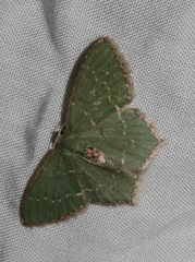 Hemithea tritonaria