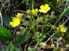 Potentilla heptaphylla