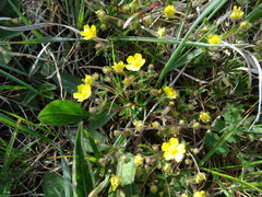 Potentilla heptaphylla