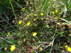 Potentilla heptaphylla