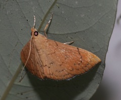 Hyalobathra