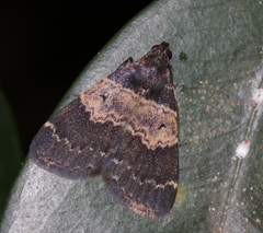 Hydrillodes nilgirialis