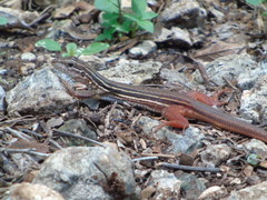 Aspidoscelis angusticeps