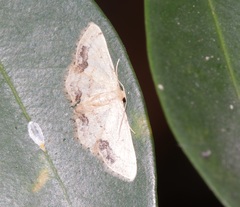 Idaea chotaria
