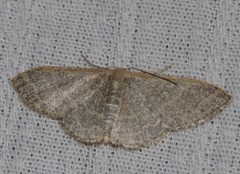 Idaea costiguttata