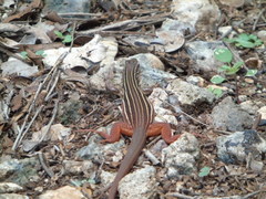 Aspidoscelis angusticeps