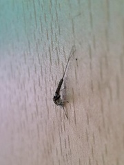 Ephemeroptera